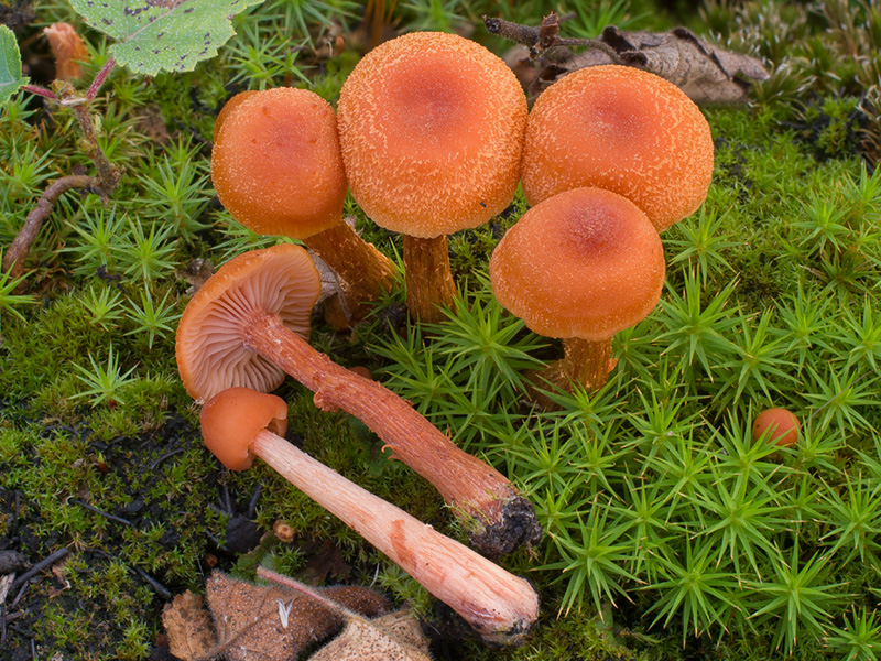 Laccaria laccata
